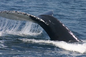 whale